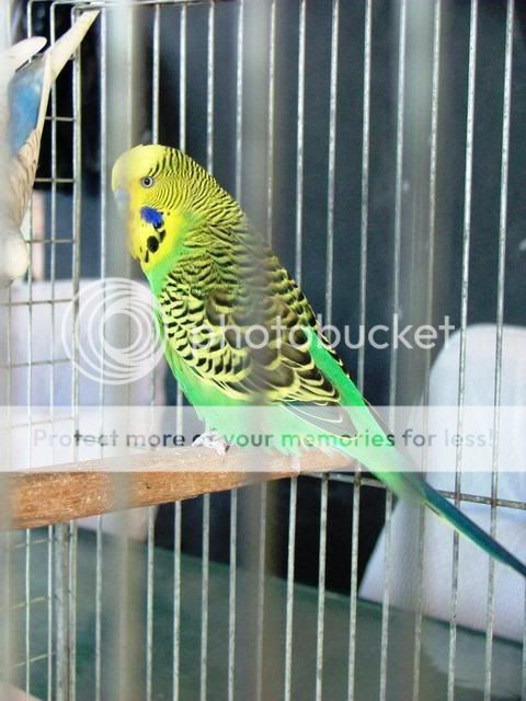 211109021.jpg?t=1258789131