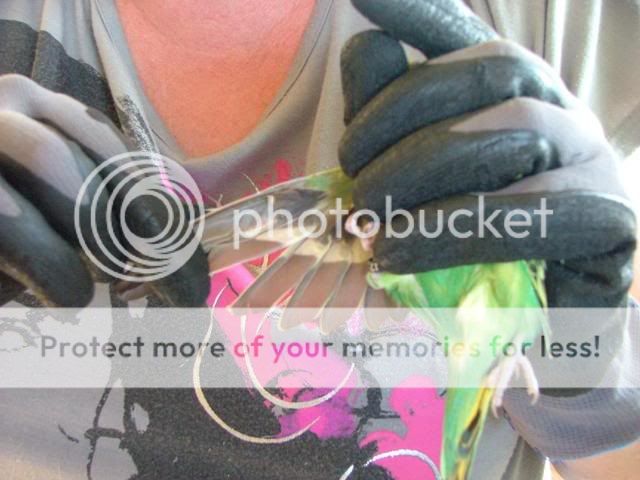 211109023.jpg?t=1258789188