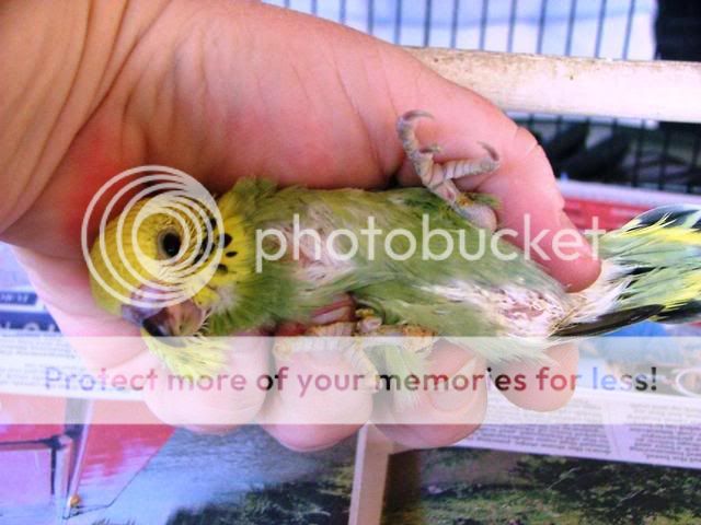 211109028.jpg?t=1258789708