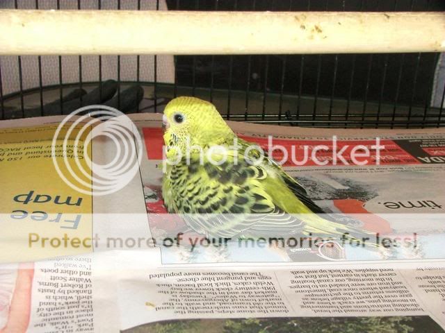 211109029.jpg?t=1258790170