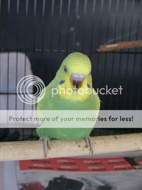 211109033.jpg?t=1258790676