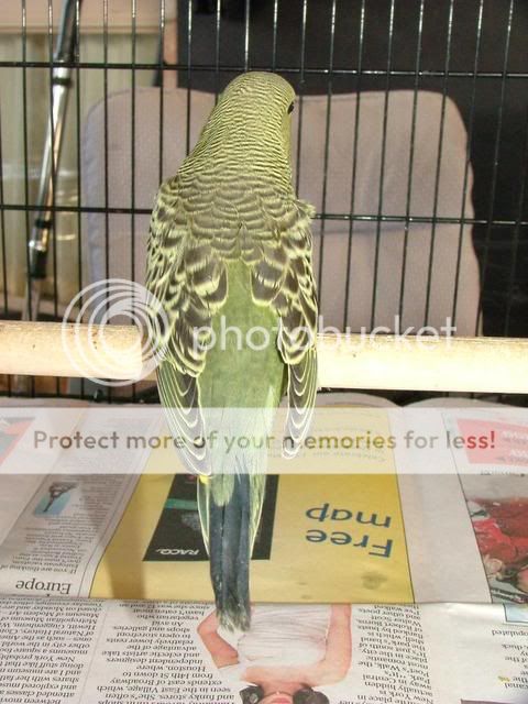 211109036.jpg?t=1258789448