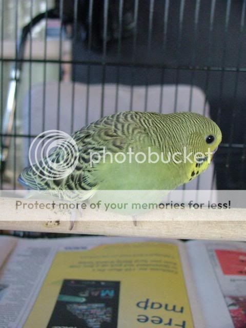 211109038.jpg?t=1258789535