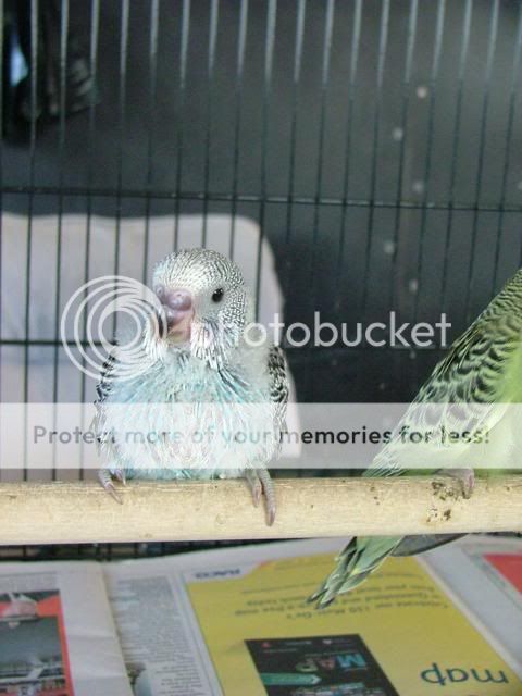 211109044.jpg?t=1258790255