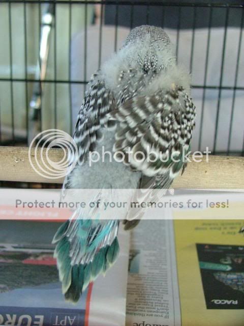 211109046.jpg?t=1258790362