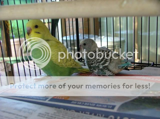 211109061-1.jpg?t=1258790050