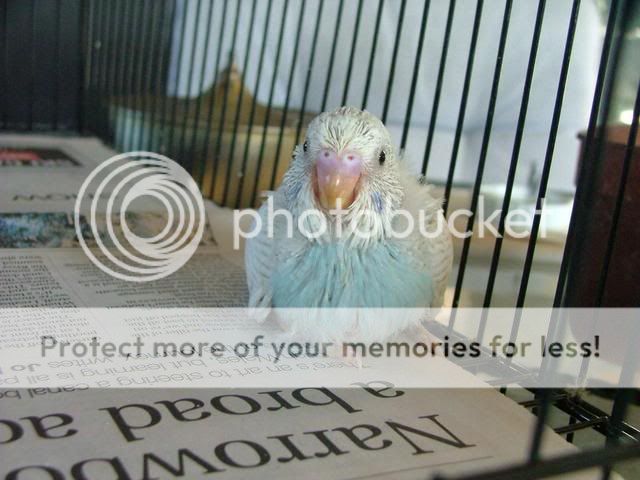 211109064.jpg?t=1258790461