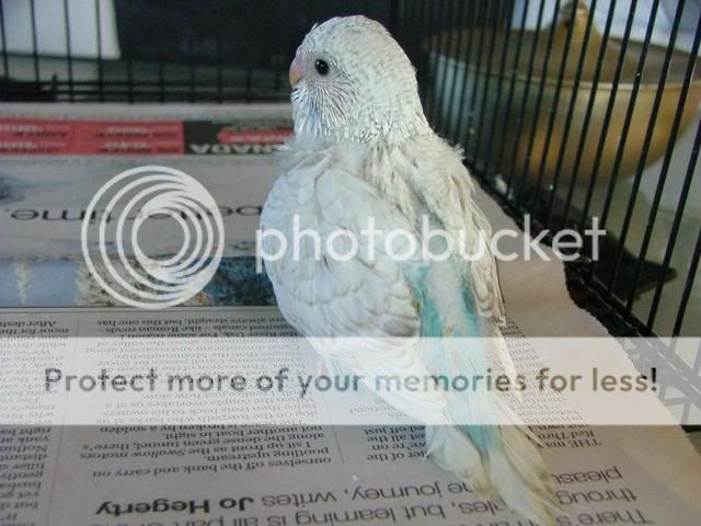 211109066.jpg?t=1258790565