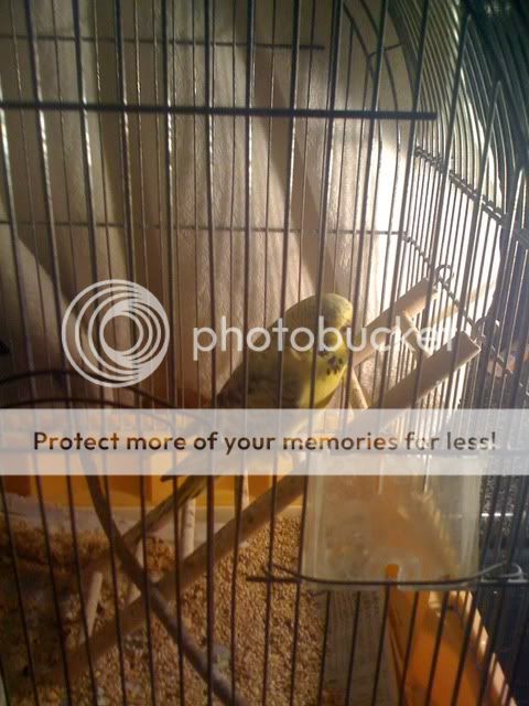 385.jpg?t=1283604725