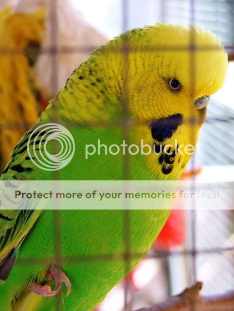 Austin003.jpg?t=1247128094