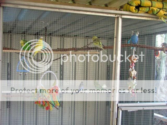 BIRDS028.jpg?t=1249030502