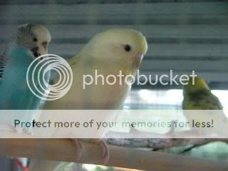 Birds160509006.jpg?t=1243747820