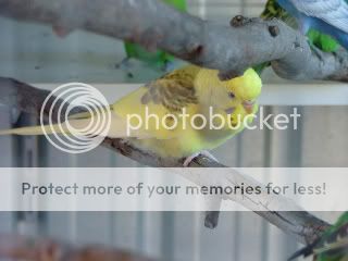 Birds160509045.jpg?t=1243115985