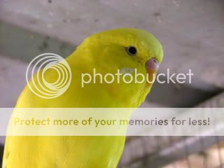 Copy2of220309032.jpg?t=1251633399