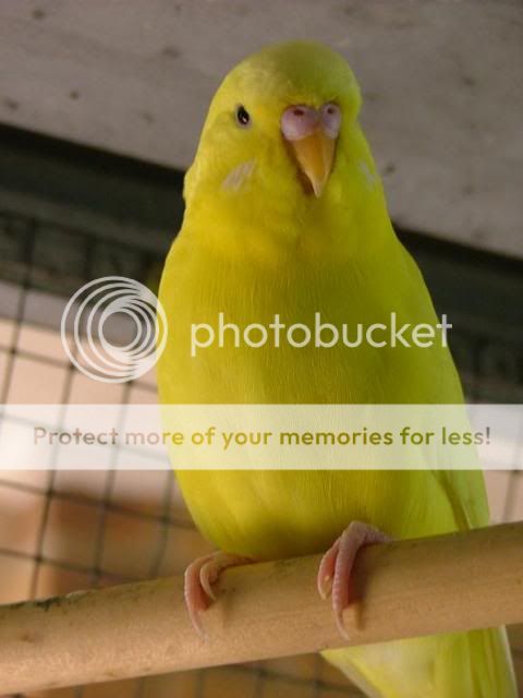 Copyof220309036.jpg?t=1249071677