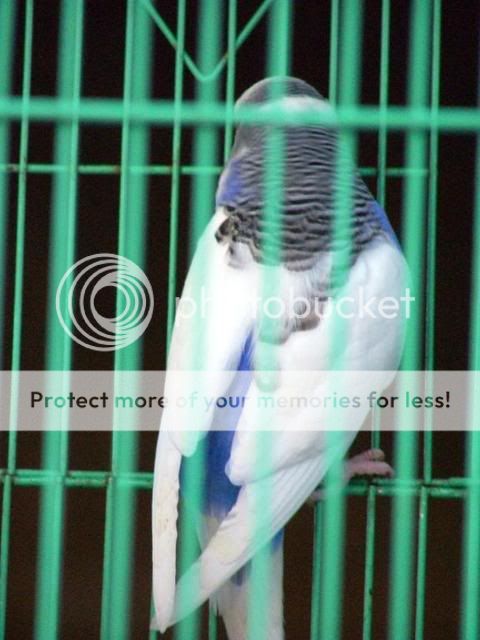 DrNatsbirds002.jpg?t=1247901279