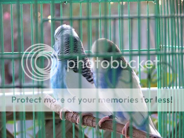 DrNatsbirds005.jpg?t=1247901051