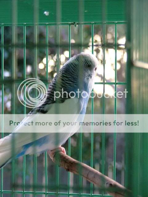 DrNatsbirds010.jpg?t=1247901229