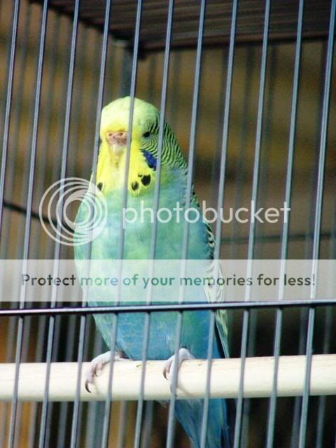 DrNatsbirds019.jpg?t=1247901630