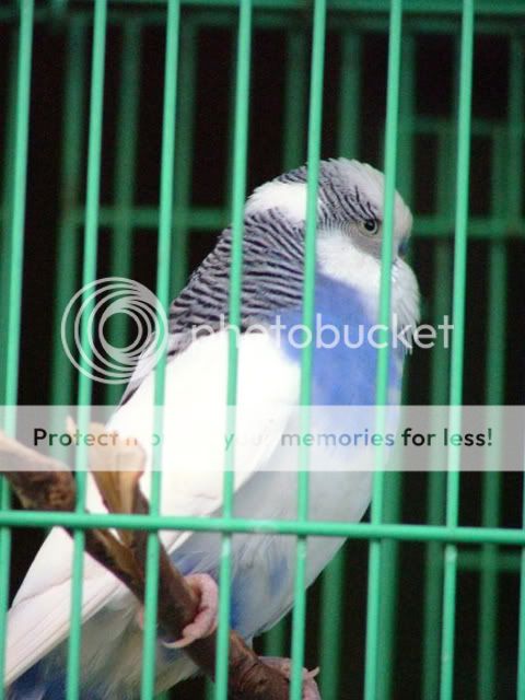 DrNatsbirds021-1.jpg?t=1247901512