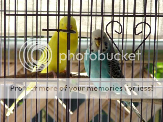 HopeandSmudge001.jpg?t=1249470190