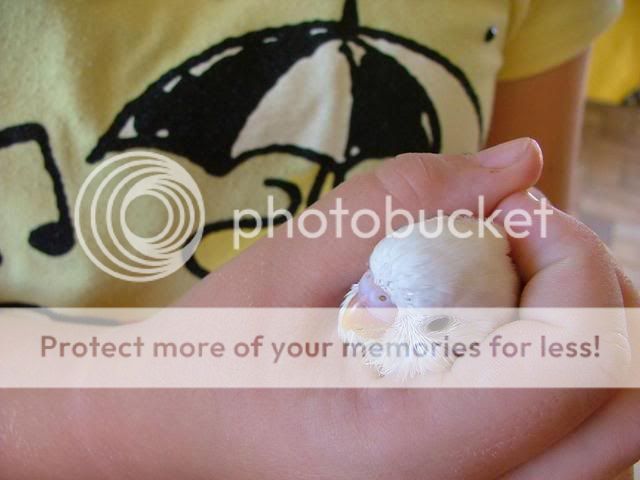 Michelles016.jpg?t=1256501025