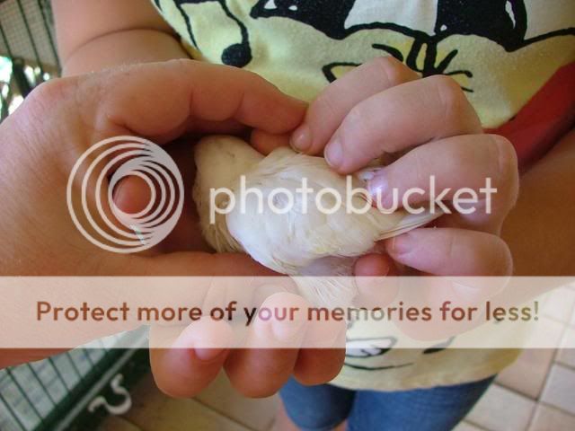 Michelles018.jpg?t=1256501170