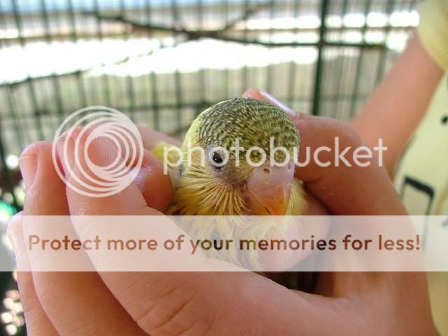 Michelles019.jpg?t=1256501211