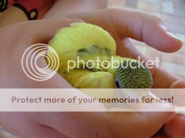 Michelles020.jpg?t=1256501266