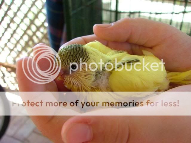 Michelles021.jpg?t=1256501302