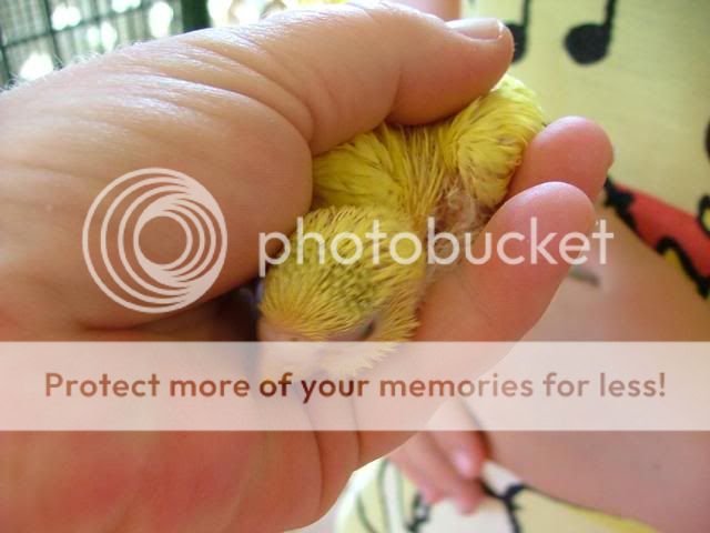 Michelles022.jpg?t=1256501370