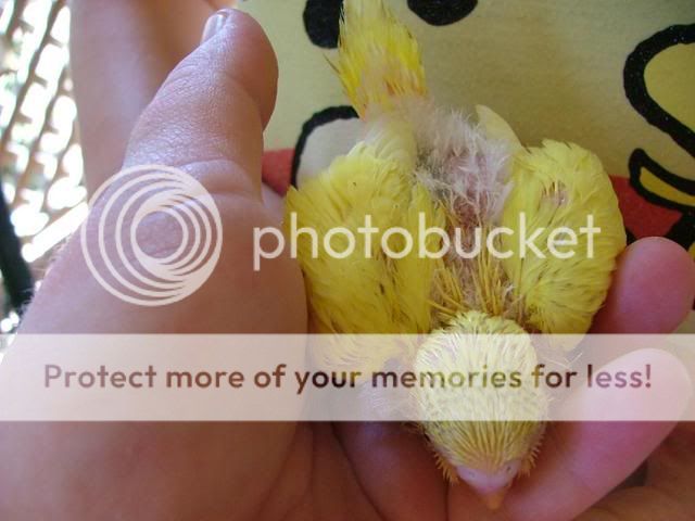 Michelles024.jpg?t=1256502008