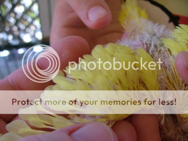 Michelles026.jpg?t=1256502121