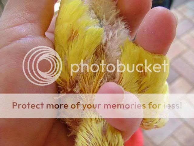 Michelles027.jpg?t=1256502169