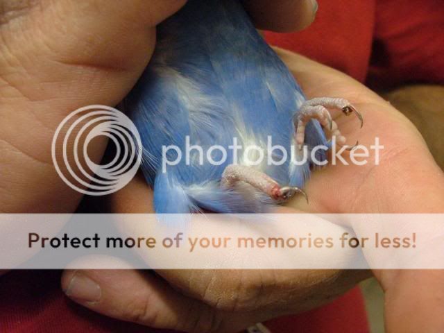 NAIL.jpg?t=1249702556