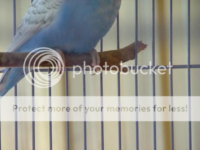 NAIL001.jpg?t=1249702612