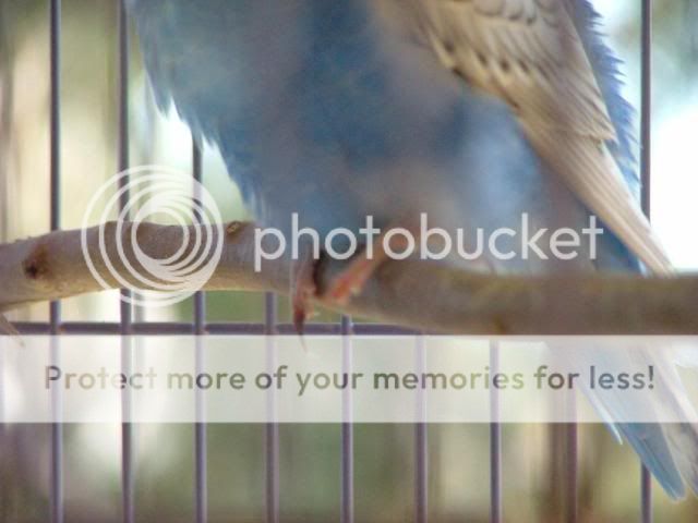 NAIL002.jpg?t=1249702702