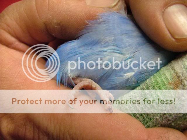 NAIL006.jpg?t=1249711417