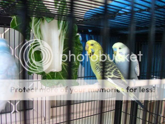 SCALEY2007.jpg?t=1272446506