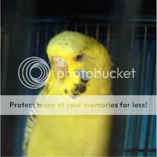 SCALEY2020.jpg?t=1272446179