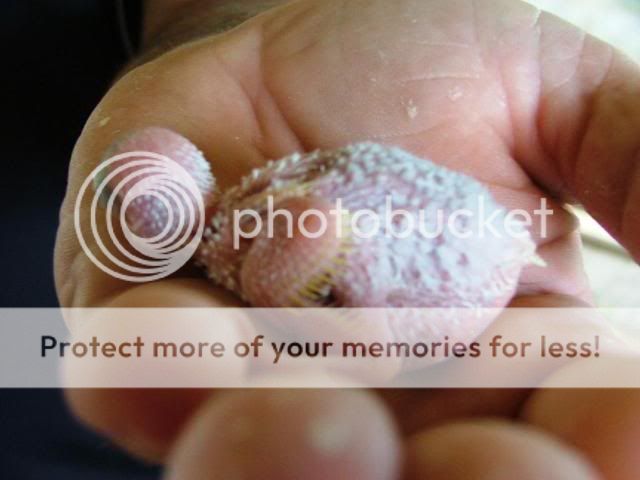 austinsbabys010.jpg?t=1255241392