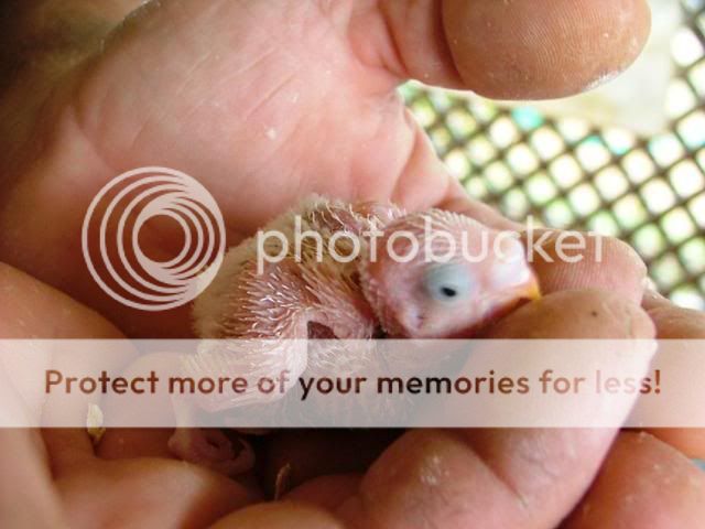 austinsbabys014.jpg?t=1255241694