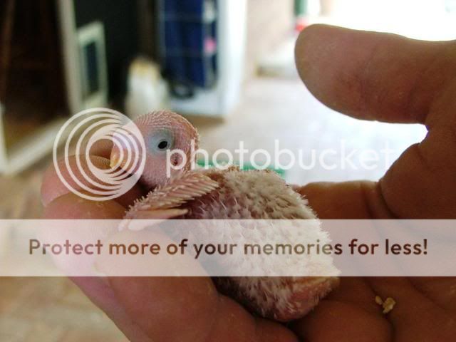 austinsbabys015.jpg?t=1255241503