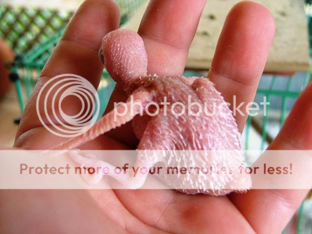 austinsbabys017.jpg?t=1255241583