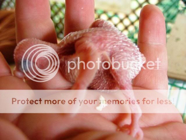 austinsbabys018.jpg?t=1255241866