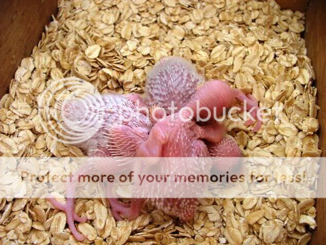 austinsbabys022.jpg?t=1255241318