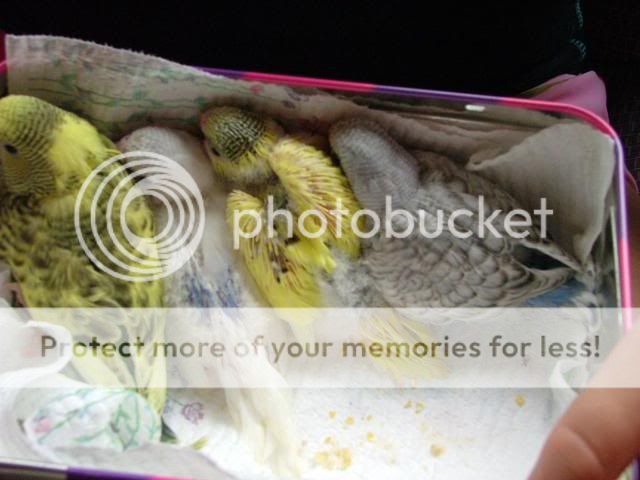 babies20066.jpg?t=1248000871