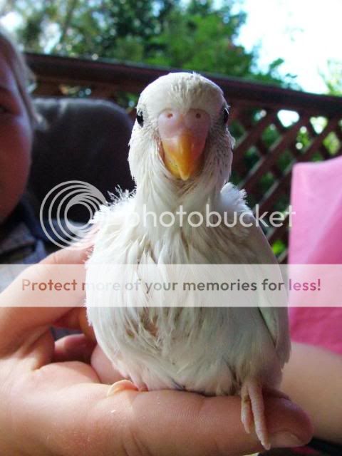 babies21002.jpg?t=1248000966