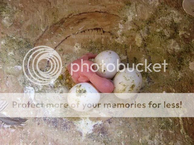 baby300809003.jpg?t=1251597198