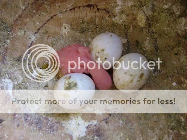 baby300809004.jpg?t=1251597242